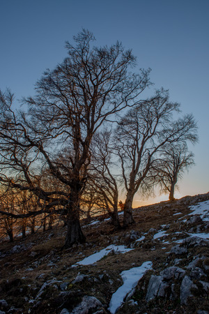ancient oaks at sunset in winterの写真素材