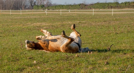 horses run free in the prairieの写真素材