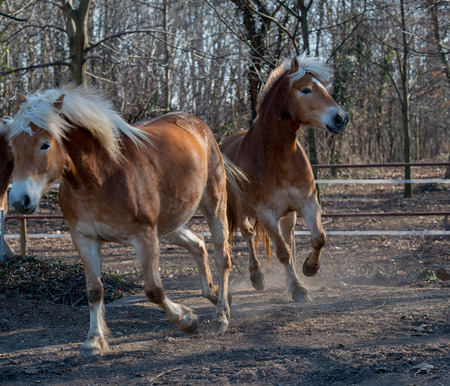 horses run free in the prairieの写真素材