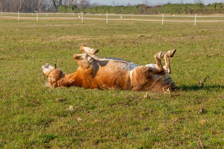 horses run free in the prairieの写真素材