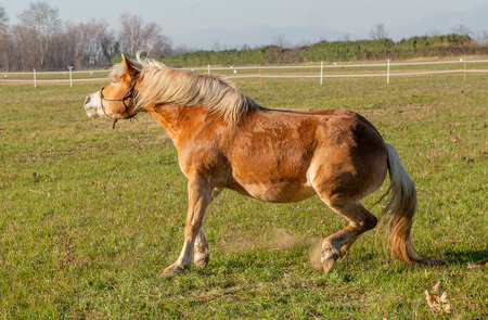 horses run free in the prairieの写真素材