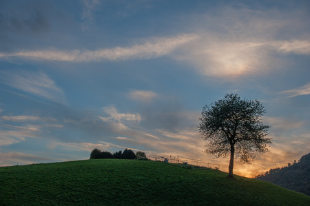 tree on a hill at sunsetの写真素材
