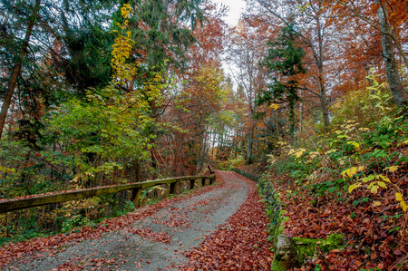 path through the trees in the fallの写真素材