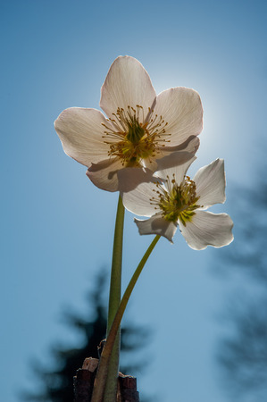 White flowerの写真素材