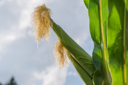 cobs not yet ripe in the fieldの写真素材