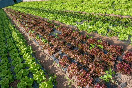 organic cultivation of vegetables in greenhousesの写真素材