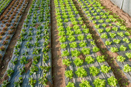 organic cultivation of vegetables in greenhousesの写真素材