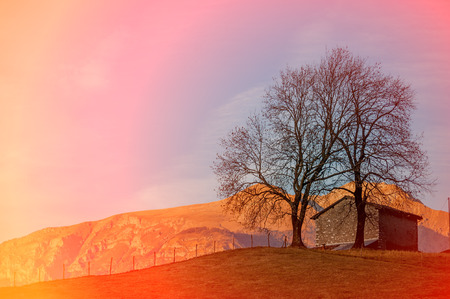 trees at sunset in the mountainsの写真素材