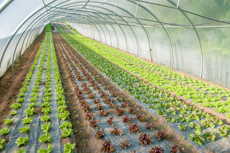 organic cultivation of vegetables in greenhousesの写真素材