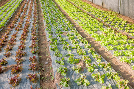 organic cultivation of vegetables in greenhousesの写真素材
