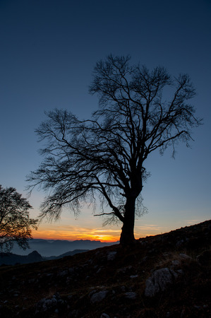 Old oak trees at sunsetの写真素材