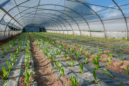 organic cultivation of vegetables in greenhousesの写真素材