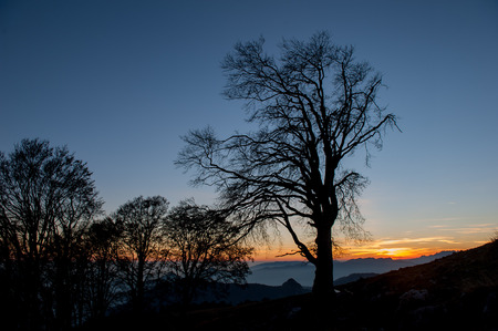Old oak trees at sunsetの写真素材