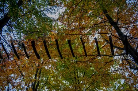 colors of the forest in autumnの写真素材