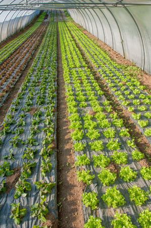 organic cultivation of vegetables in greenhousesの写真素材