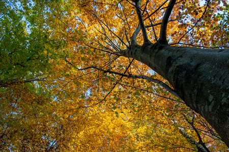 enchanted forest with the colors of autumnの写真素材
