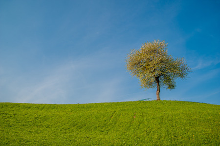 blooming tree in springの写真素材