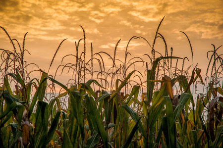 corn field ready for harvestの写真素材