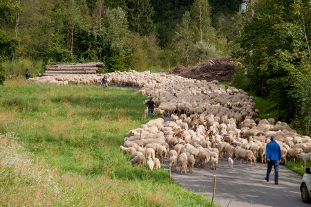 herd of sheep during the transhumanceの写真素材