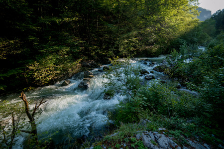 wilderness at the riverの写真素材