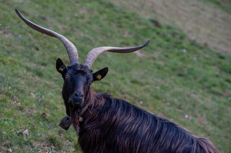 goats grazing in the mountainsのeditorial素材