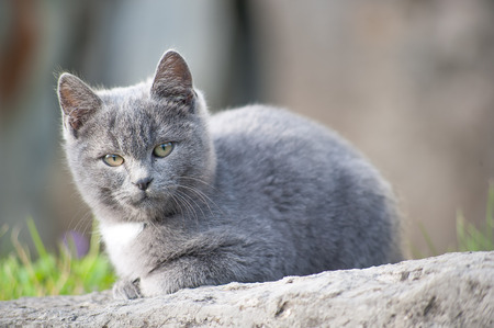 cat pup intrigued by the photographerの写真素材
