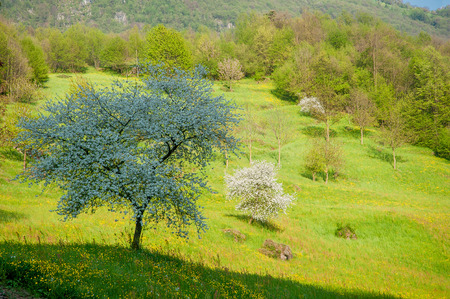 blooming tree in springの写真素材