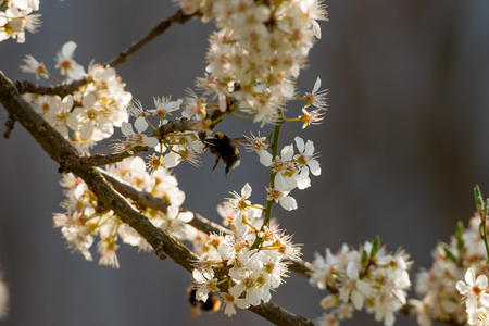 bees that suck the nectar with cherry blossomsの写真素材