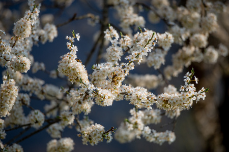 bees that suck the nectar with cherry blossomsの写真素材