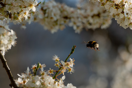 bees that suck the nectar with cherry blossomsの写真素材