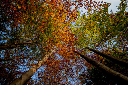 autumn landscape with vivid colorsの写真素材