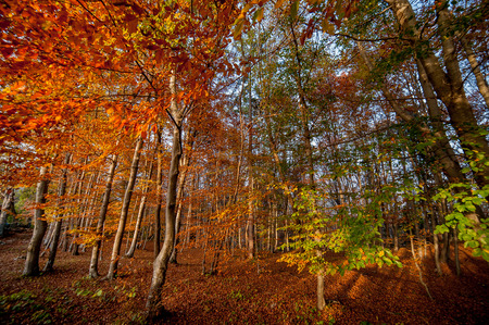 autumn landscape with vivid colorsの写真素材