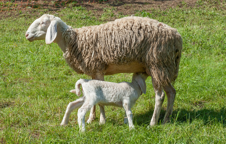 Lamb that is lactatedの写真素材