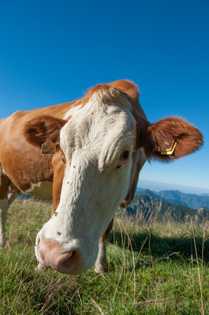 cow grazing in a pasture in the wildのeditorial素材