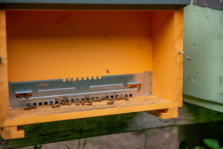hives with bees in the open countryside