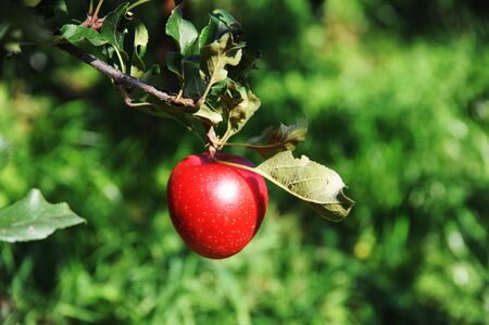 apples ready to be pickedの写真素材