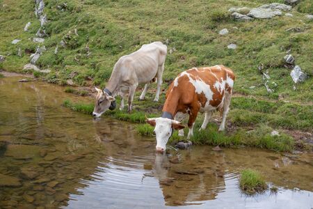 cow in mountain pasture drinking from the pondの写真素材