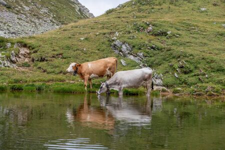 cow in mountain pasture drinking from the pondの写真素材