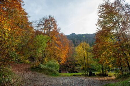 path in the woods ih autumm with fanceの写真素材