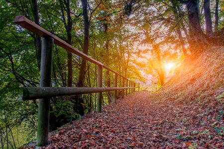 path in the woods ih autumm with fanceの写真素材