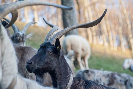 goats grazing in the mountainsの写真素材