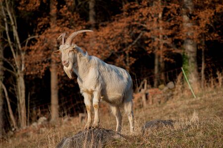 animals in freedom, grazingの写真素材