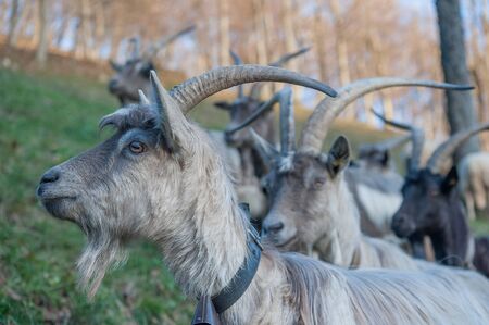 goats grazing in the mountainsの写真素材