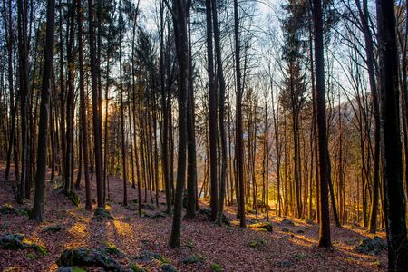 forest in autumn at sunsetの写真素材