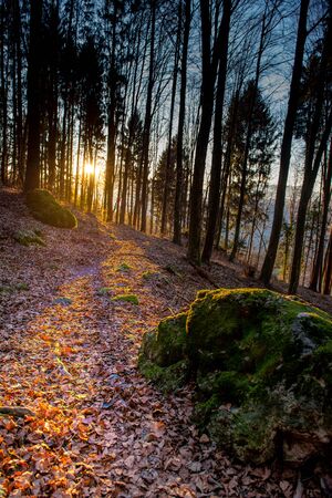 forest in autumn at sunsetの写真素材