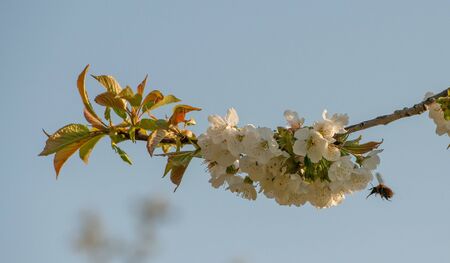 blooming cherry tree in springの写真素材