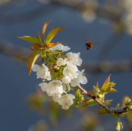 blooming cherry tree in springの写真素材