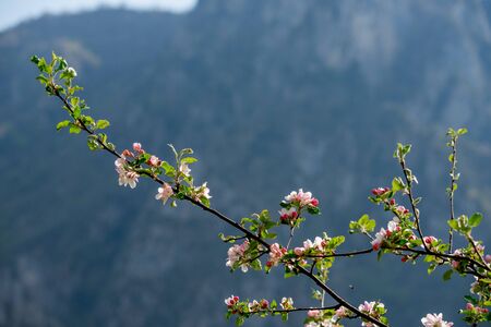 peach tree with flowers in springの写真素材