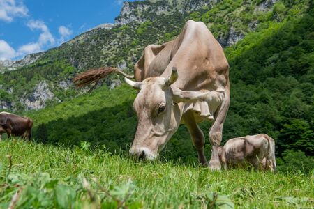 cow grazing in the mountain pastureの写真素材