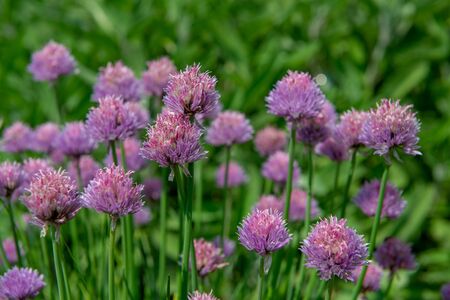 chives to flavor the foodの写真素材